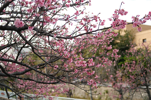 花什么柳绿