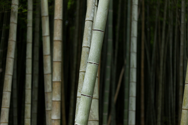 杜甫山后寄三首