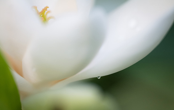 描写花园的场景